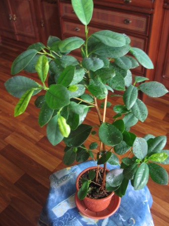 Ficus Microcarpa Moclame