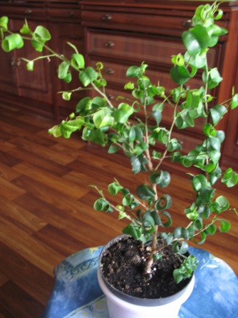 Ficus Barok