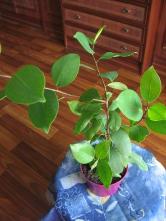 Фикус Хлебный (Хлебное дерево- Artocarpus)