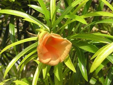 Thevetia Peruviana (оранжевая)