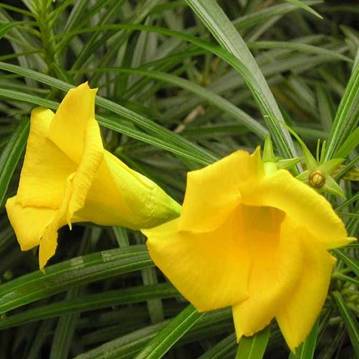 Thevetia Peruviana (желтая)