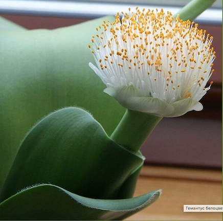 Гемантус белоцветковый ( Haemanthus albiflos)