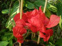 Bougainvillea "San Diego Red" variegata